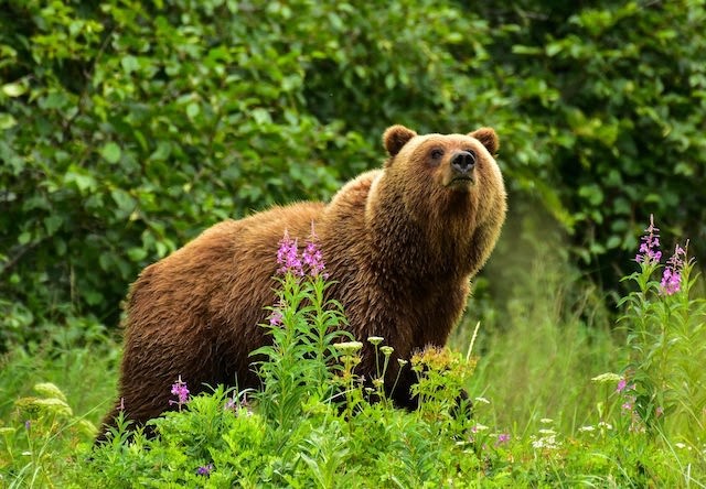 Photo of grizzly amongst the fireweed